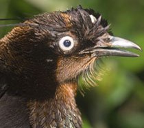 Six-wired Bird of Paradise (Parotia berlepschi)