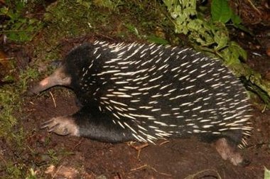echidna_new_guinea
