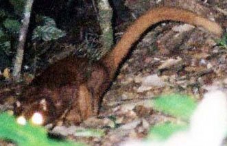 fox in borneo