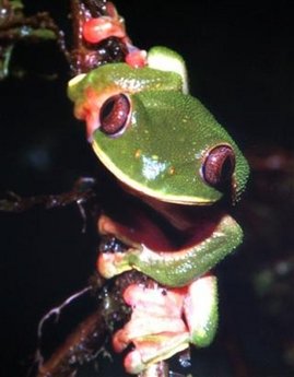 frog_new_guinea