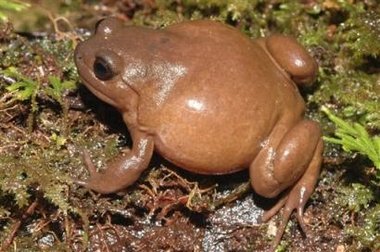 frog_new_guinea2