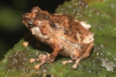 frog_new_guinea3