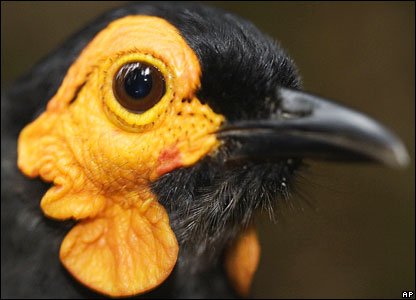 honeycreeper